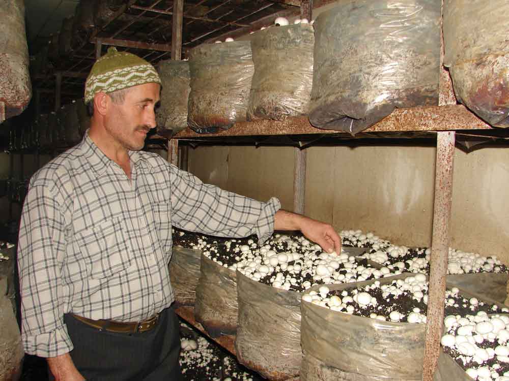 Resmi Bytmek in Tklaynz