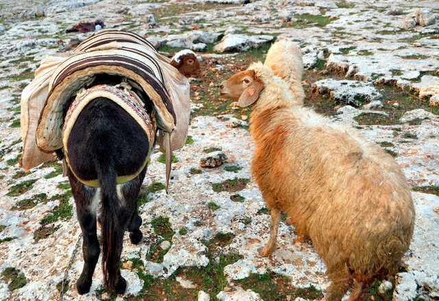 Resmi Bytmek in Tklaynz