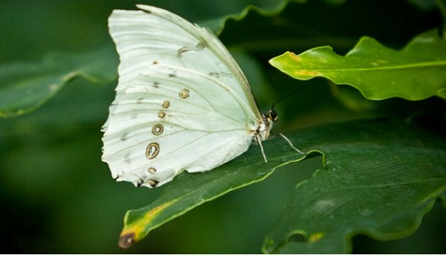 fndk beyaz kelebek