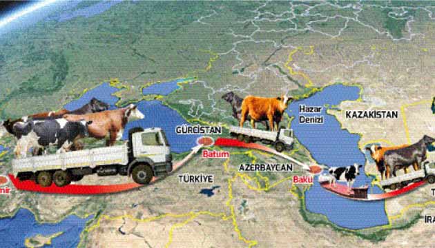Trkmenistana canl hayvan ihracat balad.