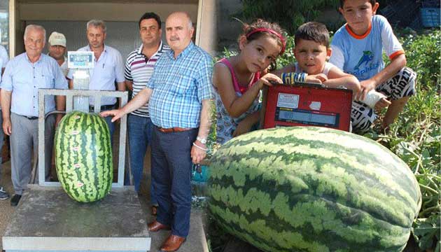 Manavgatlı çiftçi 52 kg ağırlığında karpuz üretti