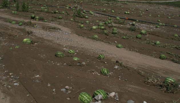 3 bin dekar arazi doludan zarar grd