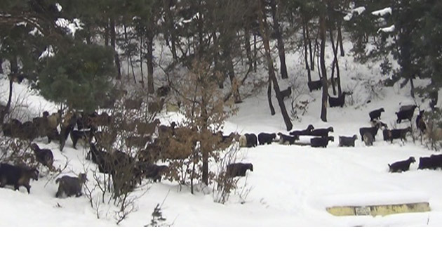 Saman sknts eken vatandalar karda kta hayvanlarn darda otlatyor