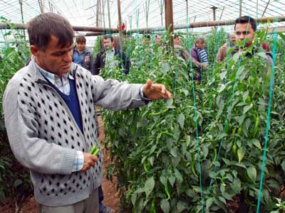 Yerli biber eidi Kumluca