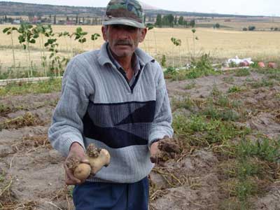 Erzuruma ithal patates tohumu