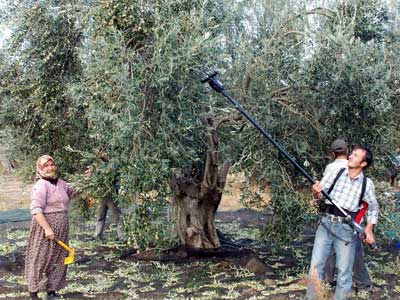 ATO ve Trkzenden zeytin aklamas