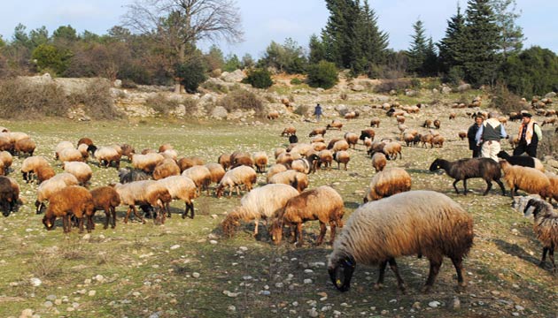 30 bin koyun tatarck hastalna kar aland