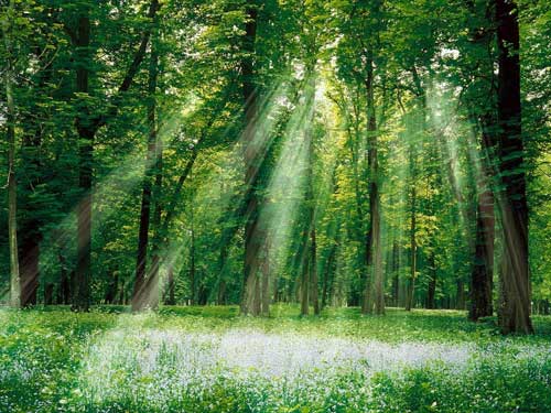 Ormanlardaki bioktle enerji boa gidiyor