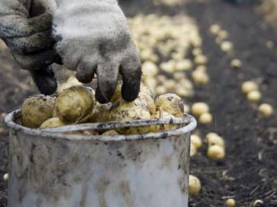 Rusya 514 ton patatesi Trkiyeye geri gnderdi