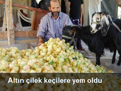 Organik st iin besici nce dersaneye sonra ahra girecek