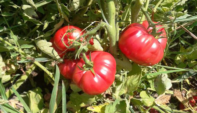 iftlikten Sofraya 1 Gnde Sebze-meyve Servisi, domates