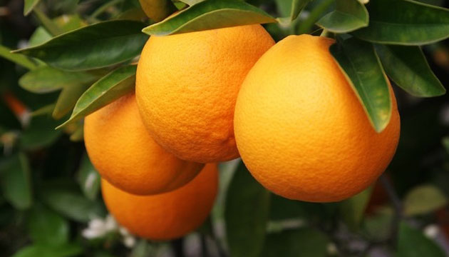 portakal, narenciye, turungil, meyve