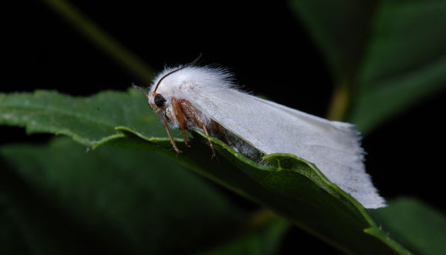 Fndk reticileri, Amerikan Beyaz Kelebei