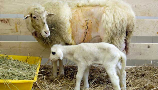 	Trkiyenin ilk klon koyunu Oyal 4 yanda