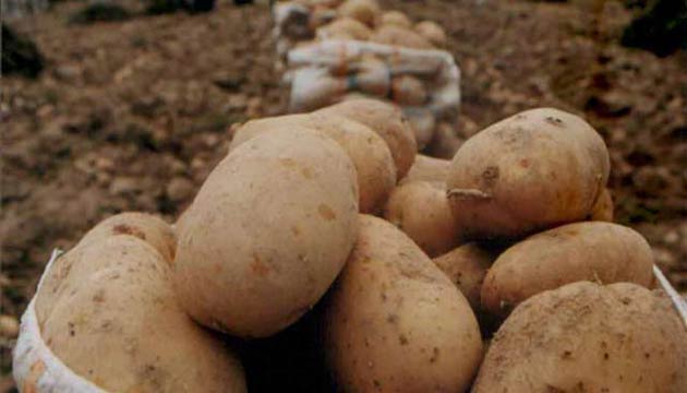 Yerli patates tohumluu retimi iin imzalar atld