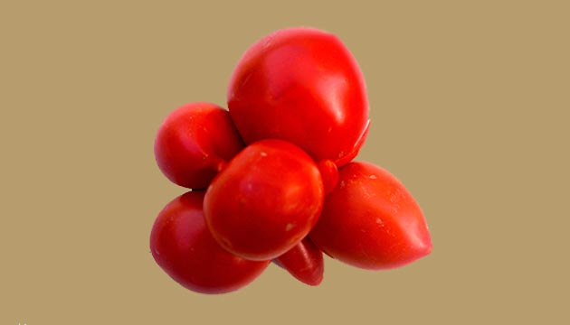 8 ikiz domates